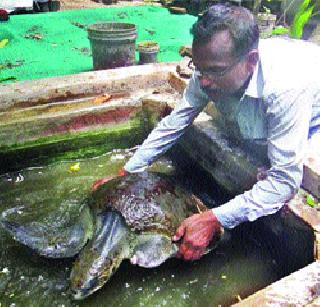 Nandgaon seagate found injured in tornad | नांदगाव समुद्रकिनारी सापडले जखमी अवस्थेतील कासव