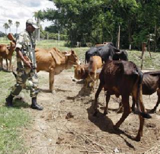 For the protection of cows, BSF on the field, Bangladeshi industries dive | गायींच्या रक्षणासाठी बीएसएफ मैदानात , बांगलादेशी उद्योग गोत्यात