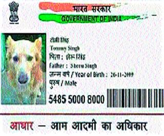 'Tommy' dog support card in Madhya Pradesh | मध्य प्रदेशात ‘टॉमी’ कुत्र्याचे आधार कार्ड 'Tommy' dog support card in Madhya Pradesh | मध्य प्रदेशात ‘टॉमी’ कुत्र्याचे आधार कार्ड