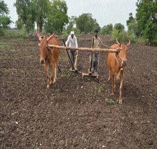 Farmers 'twisted' waves! | शेतक-यांनी ‘वखरले’ वावर! Farmers 'twisted' waves! | शेतक-यांनी ‘वखरले’ वावर!