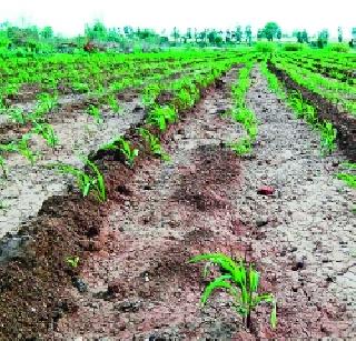 Baramati Subdivision: 17.75% sown | बारामती उपविभाग : १७.७५ टक्के पेरण्या