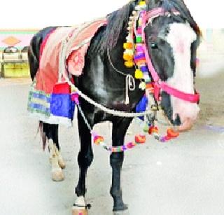 'Ashwa' splendor in Palkhi festival | पालखी सोहळ्यात ‘अश्व’ वैभव