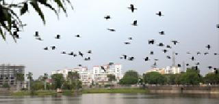 Bird's School: | पक्ष्यांची शाळा : Bird's School: | पक्ष्यांची शाळा :