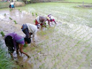 Planting with Pump Water: | पंपाच्या पाण्याने रोवणी :