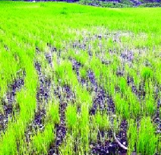 ... then in the paddy crisis | ... तर भातशेती संकटात