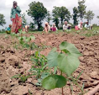 Sublimation of the sowing is dark | दुबार पेरणीचे सावट गडद Sublimation of the sowing is dark | दुबार पेरणीचे सावट गडद