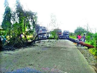 The woman killed after tree collapsed | रस्त्यावर झाड कोसळल्याने महिला ठार The woman killed after tree collapsed | रस्त्यावर झाड कोसळल्याने महिला ठार