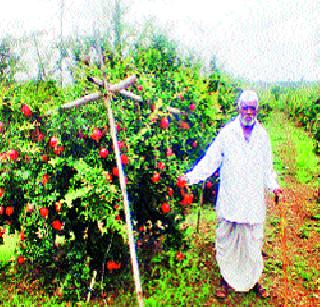 Flourished pomegranate | उजाड माळरानावर फुलवली डाळिंबबाग