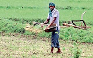 Heavy rains of rain; The farmer has dried | पावसाची दमदार हजेरी; शेतकरी सुखावला Heavy rains of rain; The farmer has dried | पावसाची दमदार हजेरी; शेतकरी सुखावला