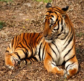 Responsibility for the protection of tigers | वाघांच्या संरक्षणाची भूमिपुत्रांवर जबाबदारी