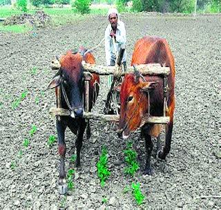 Rotated on cropped crops | करपलेल्या पिकांवर फिरवला वखर Rotated on cropped crops | करपलेल्या पिकांवर फिरवला वखर