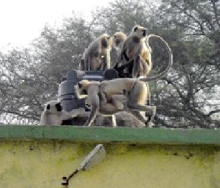 Monkey Bustle ... | माकडांचा उच्छाद... Monkey Bustle ... | माकडांचा उच्छाद...