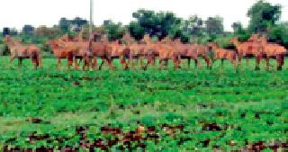 The rain rush is in Rohini's Haidos | पावसाची दडी त्यात रोह्यांचा हैदोस The rain rush is in Rohini's Haidos | पावसाची दडी त्यात रोह्यांचा हैदोस