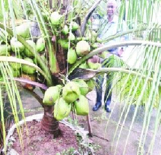 Vasai coconut plant | वसईत नारळ-निरा प्रकल्प