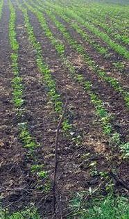 The dry farm crops 'coma' in coma | कोरडवाहू पिके ‘कोमा’त