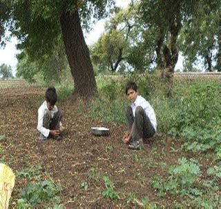 'NeemBoli' basis in drought conditions | दुष्काळजन्य परिस्थितीत ‘निंबोळी’चा आधार 'NeemBoli' basis in drought conditions | दुष्काळजन्य परिस्थितीत ‘निंबोळी’चा आधार