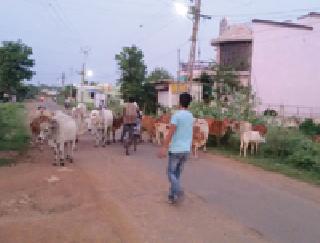 The animal suffered ... | जनावरांचा त्रास वाढला...