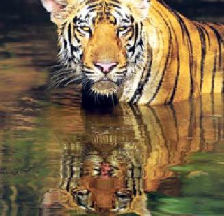 Tadoba will be going 'Echo Tourism Destination' | ताडोबा होणार ‘इको टुरिझम डेस्टिनेशन’