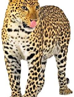 Leopard man? | बिबट्या माणसाळलाय? Leopard man? | बिबट्या माणसाळलाय?