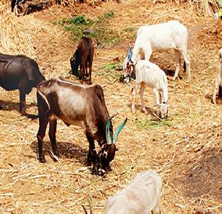 Due to drought in the cattle | पशुधनालाही दुष्काळाच्या झळा