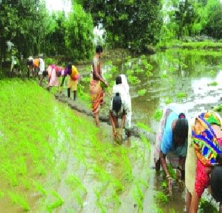 Paddy planting | पंप लावून भाताची लागवड