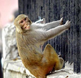 ... when half a million rain was destroyed by Monkey | ...जेव्हा माकडाने पाडला दिड लाखांचा पाऊस