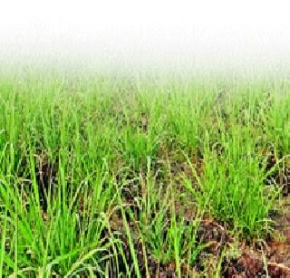 The roses made the victims dry | पावसाने बळीराजा सुखावला The roses made the victims dry | पावसाने बळीराजा सुखावला