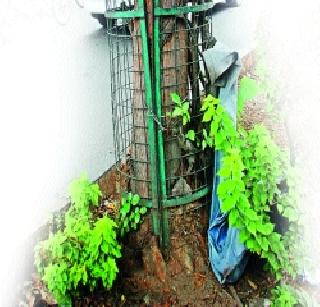 500 trees per year on 'Kurhad' | वर्षाला ५०० झाडांवर ‘कुऱ्हाड’ 500 trees per year on 'Kurhad' | वर्षाला ५०० झाडांवर ‘कुऱ्हाड’