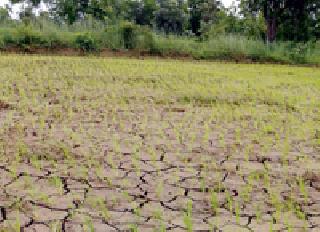 The Palandur campus is inaccessible for rain | पालांदूर परिसर पावसासाठी आतूरलेलाच The Palandur campus is inaccessible for rain | पालांदूर परिसर पावसासाठी आतूरलेलाच