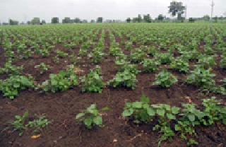 Amritdhara rains for rainy season | पावसाच्या सरी ठरल्या पिकांना अमृतधारा Amritdhara rains for rainy season | पावसाच्या सरी ठरल्या पिकांना अमृतधारा