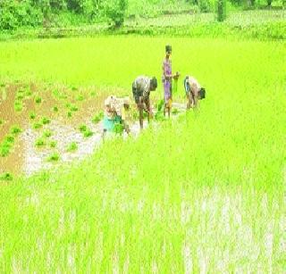 The crisis of cultivation of Durbar rice in the district was avoided | जिल्ह्यात दुबार भात लागवडीचे संकट टळले