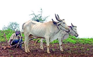 Start of work on farming for sowing | पेरणीसाठी शेतजमीन तयार करण्याच्या कामाला प्रारंभ Start of work on farming for sowing | पेरणीसाठी शेतजमीन तयार करण्याच्या कामाला प्रारंभ