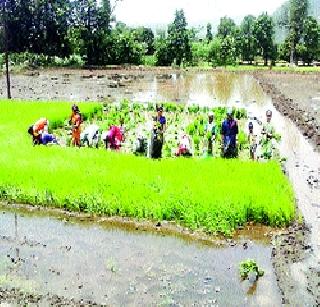 Dill recently filled 10 percent more, the rain increased in the district | धरणे यंदा १० टक्के अधिक भरली , जिल्ह्यात पावसाचा जोर वाढला