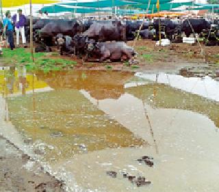 Water supply in the cattle market! | बडनेरातील गुरांच्या बाजारात पाणीच पाणी! Water supply in the cattle market! | बडनेरातील गुरांच्या बाजारात पाणीच पाणी!