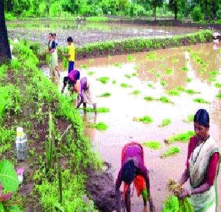 In the final phase of Bhatavavana | भातलावणी अंतिम टप्प्यात