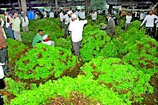 Vegetables grown inward | भाज्यांची वाढली आवक Vegetables grown inward | भाज्यांची वाढली आवक
