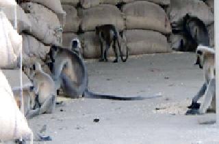 Market Committee attacked the monkeys, looted the time | बाजार समितीत माकडांचा हल्लाबोल, वेळ पाहून केली लूट Market Committee attacked the monkeys, looted the time | बाजार समितीत माकडांचा हल्लाबोल, वेळ पाहून केली लूट