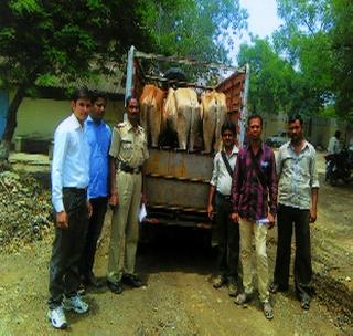 Cattle seized from cargo vehicle for slaughter | कत्तलीसाठी मालवाहू वाहनातून जाणारे गोवंश पकडले