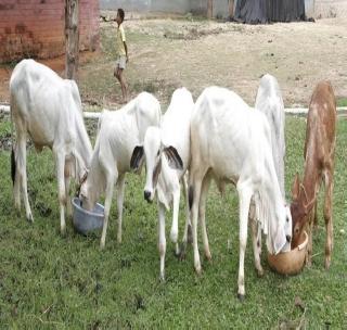 The aim of the Animal Husbandry Scheme is to reduce it, more for the beneficiary | पशुसंवर्धन योजनेचा लक्ष्यांक कमी, लाभार्थीच जास्त