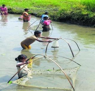 Extinct fish species are extinct | व-हाडातील मत्स्य प्रजाती नामशेष