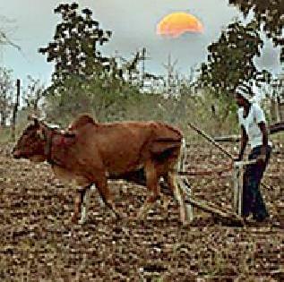 Election funding on farmers' subsidy | शेतकऱ्यांच्या अनुदानावर निवडणुकीने अवकळा Election funding on farmers' subsidy | शेतकऱ्यांच्या अनुदानावर निवडणुकीने अवकळा