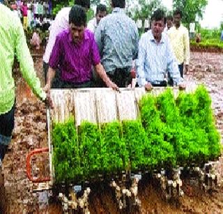 42250 hectare rice plant! | ४२२५० हेक्टरवर भातलागवड !