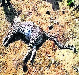 The accidental death of eight leopards in two years | दोन वर्षात आठ बिबटांचा अपघाती मत्यू The accidental death of eight leopards in two years | दोन वर्षात आठ बिबटांचा अपघाती मत्यू