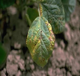 Soybean attack of insects! | सोयाबीनवर किडींचे आक्रमण!