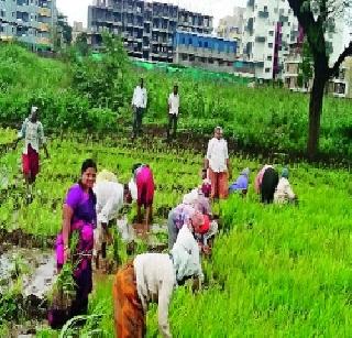 Paddy in cement forest | सिमेंटच्या जंगलात भातशेती Paddy in cement forest | सिमेंटच्या जंगलात भातशेती