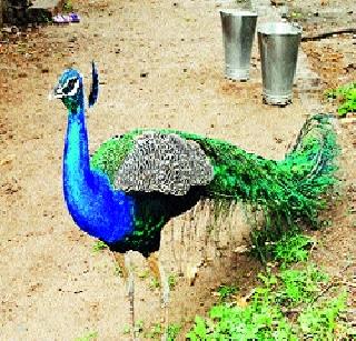 Hunger Time on Peacocks | मोरांवर उपासमारीची वेळ