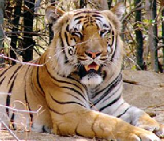 The tigers of the tigers at Pahalasarad | पांढरसराड येथे वाघाचा धुमाकूळ The tigers of the tigers at Pahalasarad | पांढरसराड येथे वाघाचा धुमाकूळ