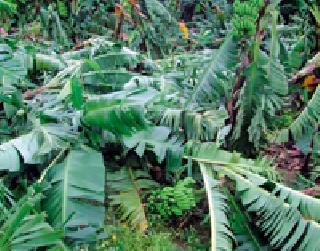 Banana baga collapses due to the continuous rain | संततधार पावसामुळे केळी बागा कोलमडल्या Banana baga collapses due to the continuous rain | संततधार पावसामुळे केळी बागा कोलमडल्या