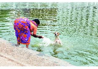 Dog shower | श्वान स्नान Dog shower | श्वान स्नान