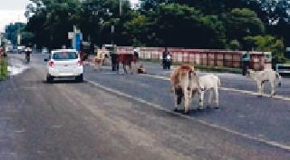 Animal Stretch on State Highway | राज्य महामार्गावर जनावरांचा ठिय्या Animal Stretch on State Highway | राज्य महामार्गावर जनावरांचा ठिय्या
